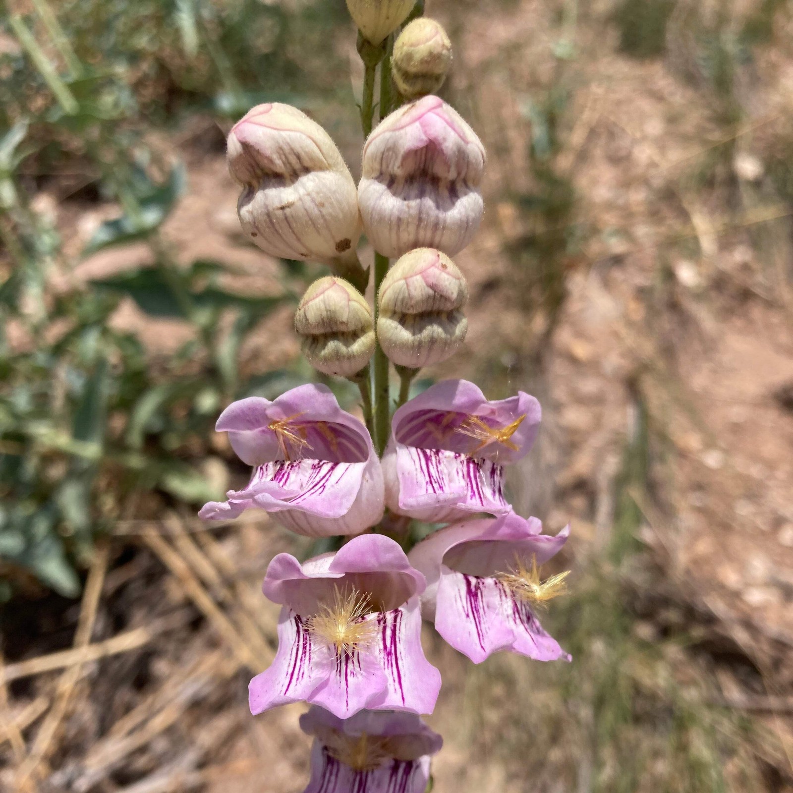 Palmer’s Scented Penstemon Seeds, Beardtongue (Penstemon palmeri) ~Wildflower