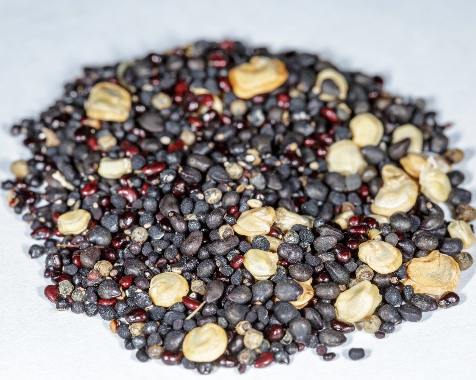Cactus Seed Mix – Mixed Cacti Species – Variety – Assortment