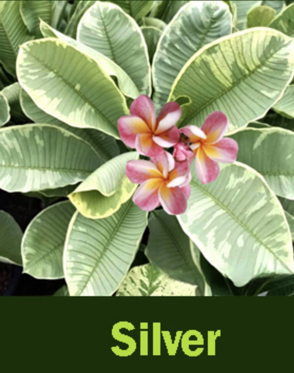 Silver Leaf Variegated Plumeria Frangipani-Rooted & Grafted Plant-Read All Info!
