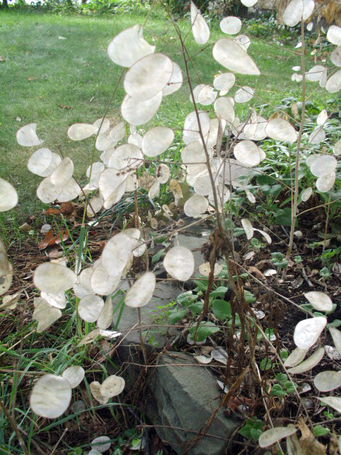 40 PURPLE MONEY PLANT SEEDS ( LUNARIA ANNUA )