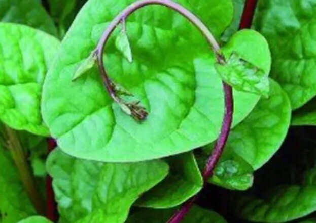 USA 600 Red Stem Malabar Spinach seeds alugbati pak plang mồng tơi Jul-2022 lot