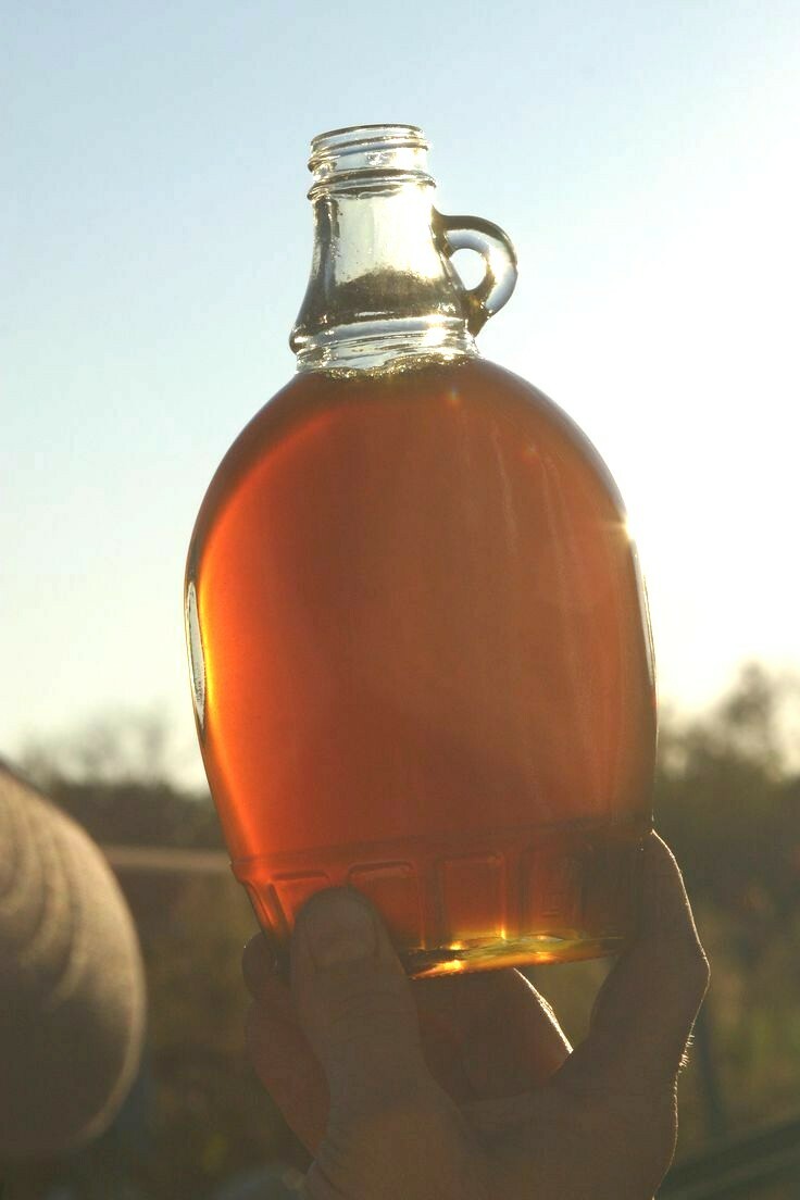 400+ROX ORANGE Sweet SORGHUM Seeds Organic Sugar Native Waconia Natural Syrup