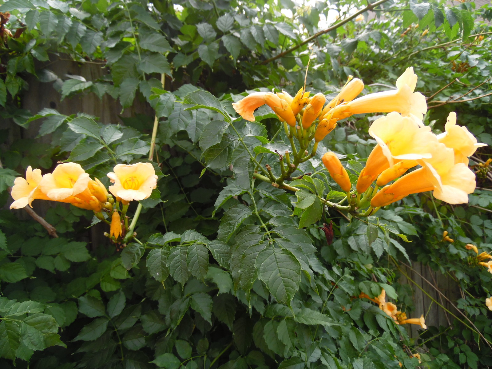 YELLOW Hummingbird Trumpet Vine Seeds! HARDY! Hummingbirds Love It!