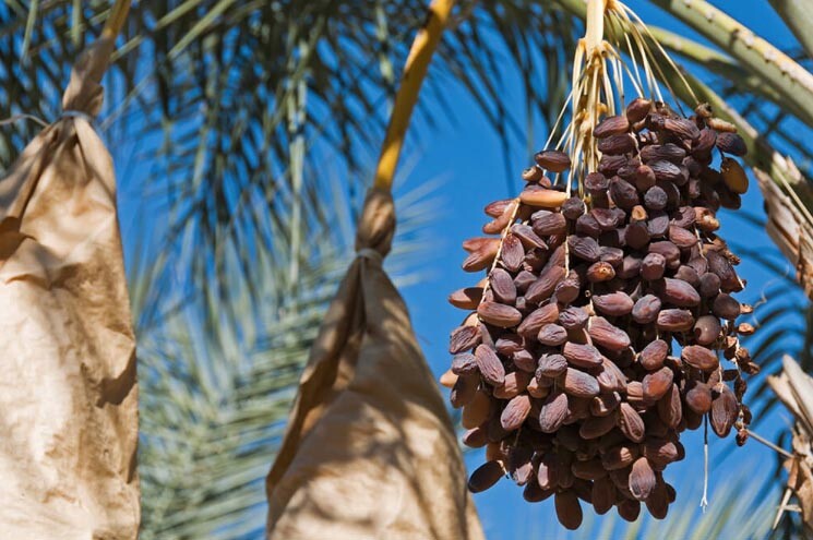 Dates Jumbo Medjool, ten [10] Date Palm seed – DATES SEEDS, DATE Seeds