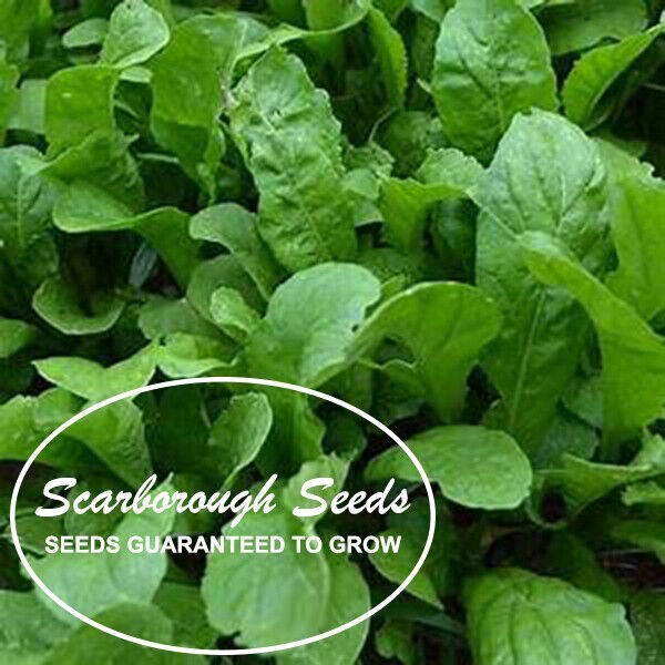 Scarborough Seeds – Organic Arugula Slow Bolt 1000 Seeds Heirloom NON-GMO