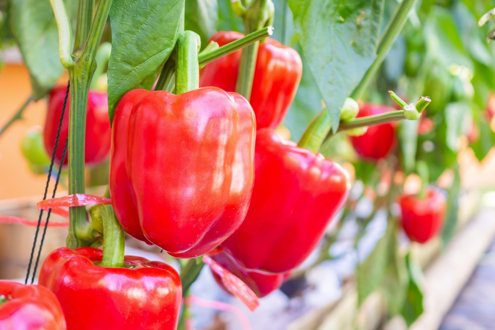 1000 BIG RED Bell PEPPER Sweet Capsicum Annuum Vegetable Seeds