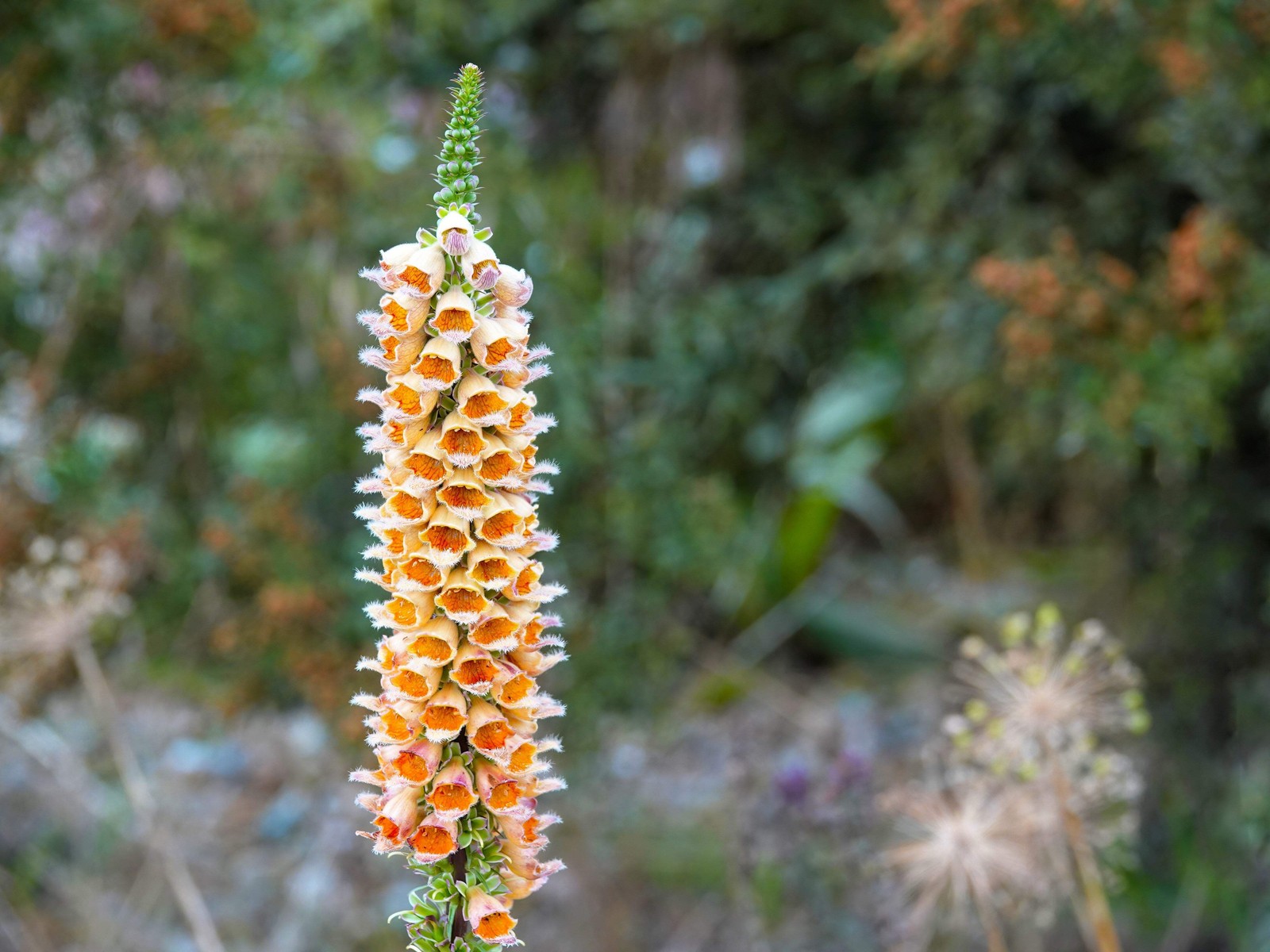 50 RUSTY FOXGLOVE Hummingbird Flower Digitalis Ferruginea Yellow Herald Seeds