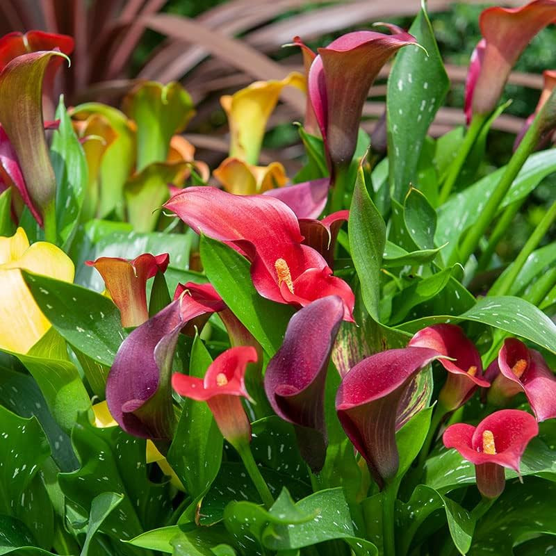 Complete Flower Bulb Garden – 75 Bulbs for 50 Days of Continuous Blooms (Summer
