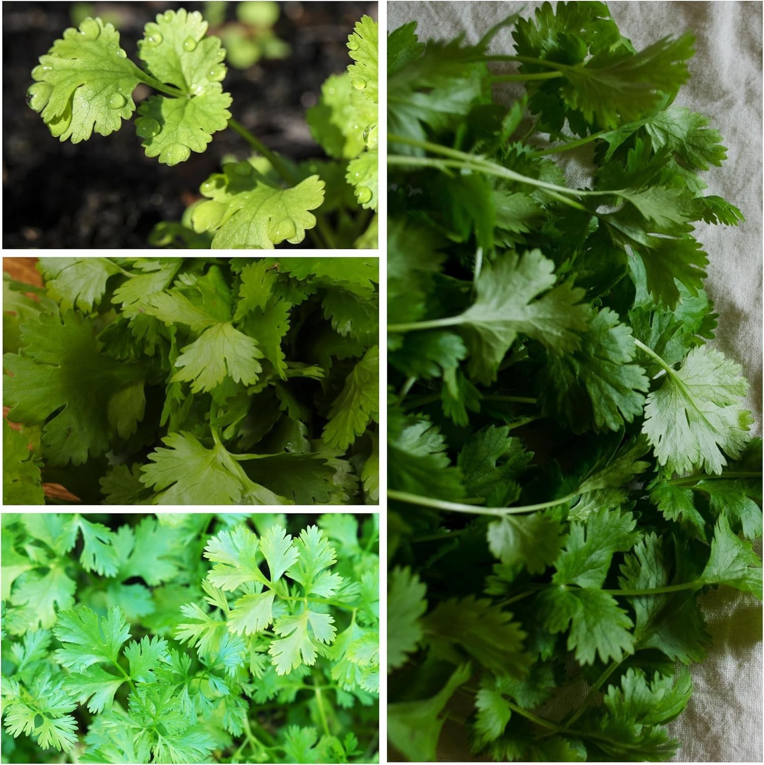 Coriander Seeds – Heirloom Cilantro & Culantro for Culinary Gardens – 2 Pack