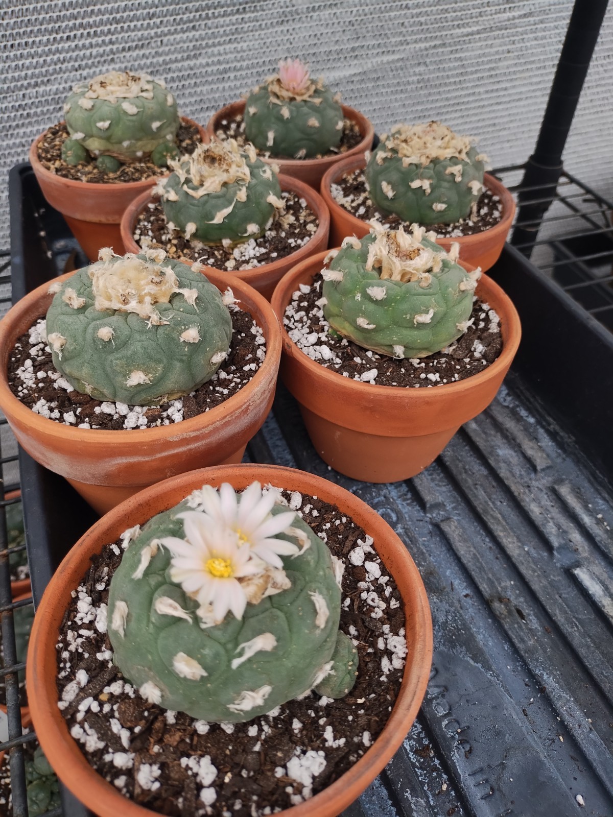 Cactus And Succulent Pesticide, Safe For People And Pollenators. Starkle G