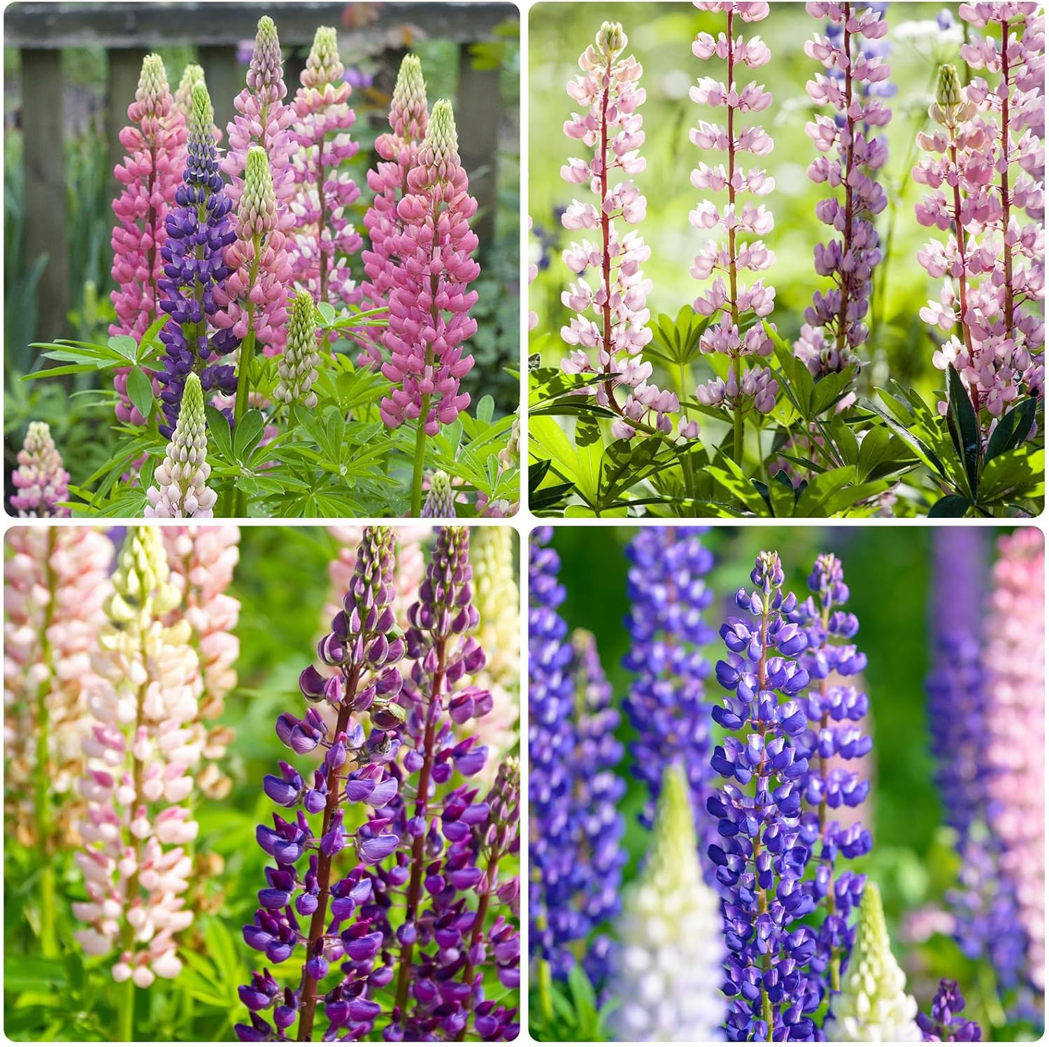 Russell Lupine Seeds, Lupinus Polyphyllus 36-48 Inch Tall Mix Color Flower, Red,