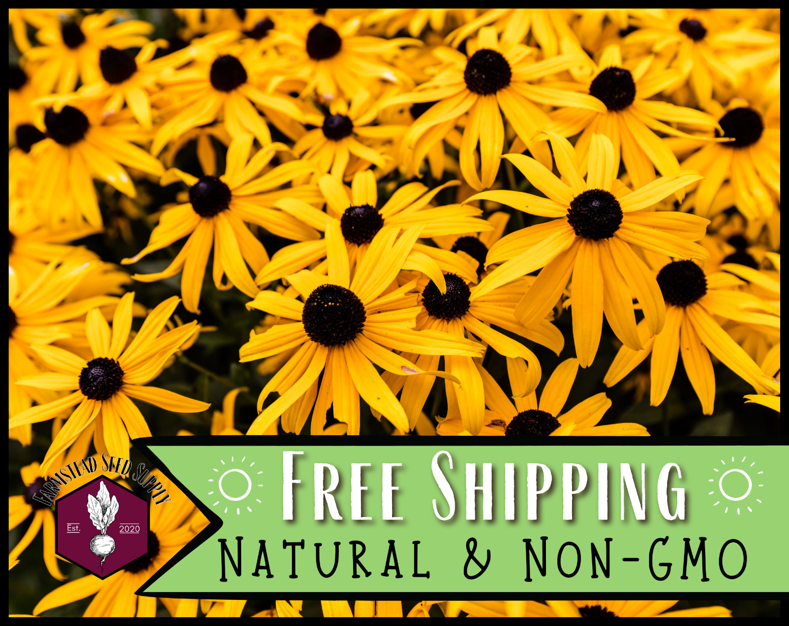 8,000+ Black Eyed Susan Seeds | Native Wildflower Gardening, Rudbeckia hirta
