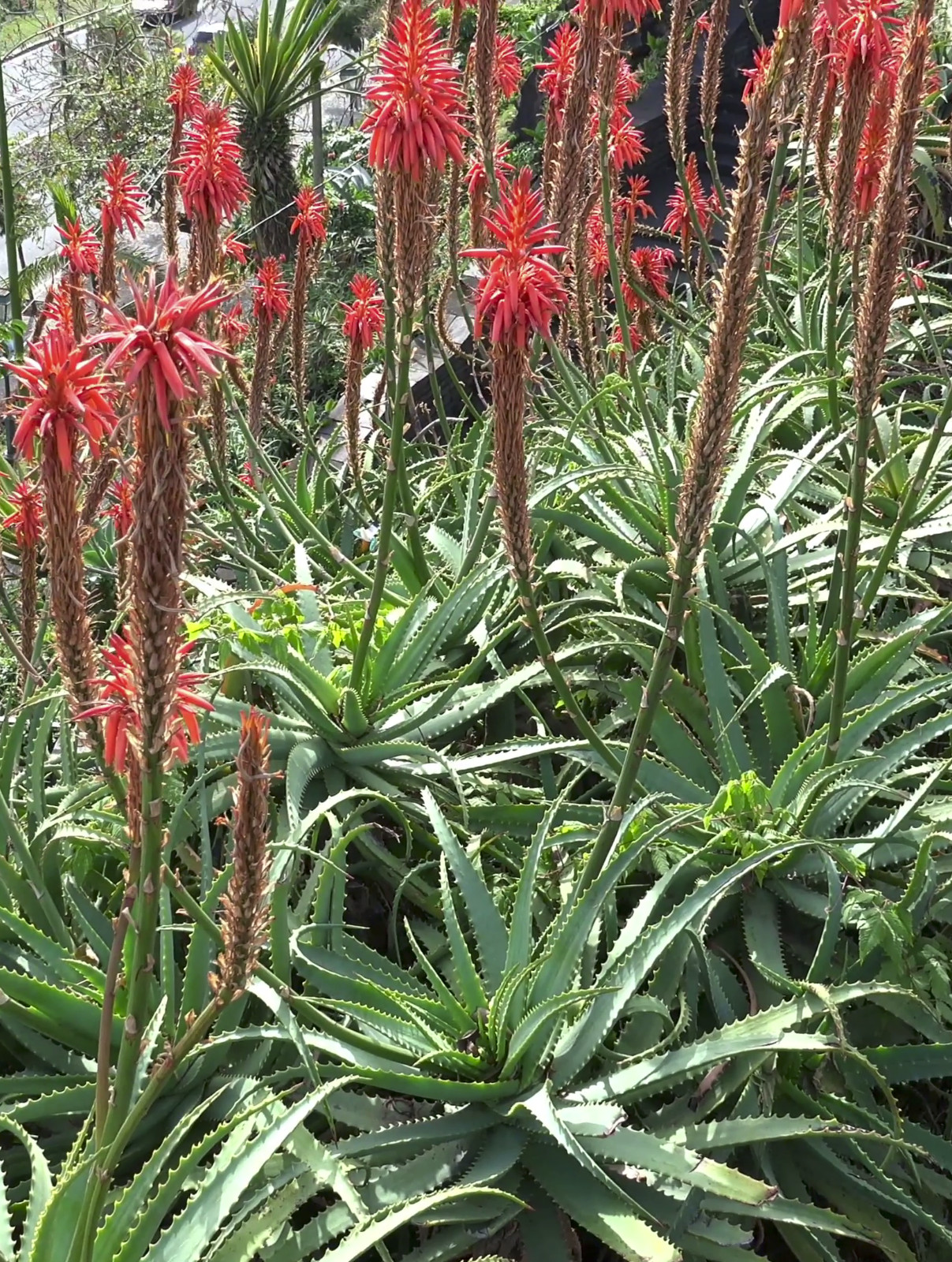 3 Aloe Vera Starter Plant -Rooted Succulent hardy zone 9-11 or Houseplant