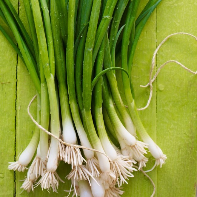 BULK TOKYO WHITE BUNCHING ONION SEEDS * 500 COUNT PKT. * MILD * CRISP * SWEET *