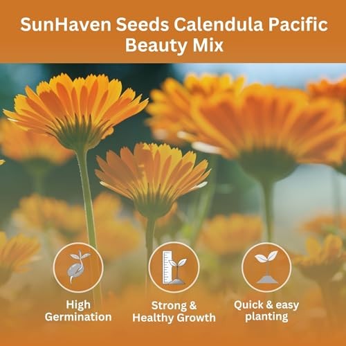 Calendula Seeds Pacific Beauty Mix – 3,000+ Seeds – 1 oz Bulk Extra Large