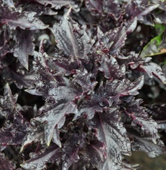 Basil CHERYL’S CHEFS BLEND Ocimum basilicum 6 Types Culinary Mix 200+ Seeds!