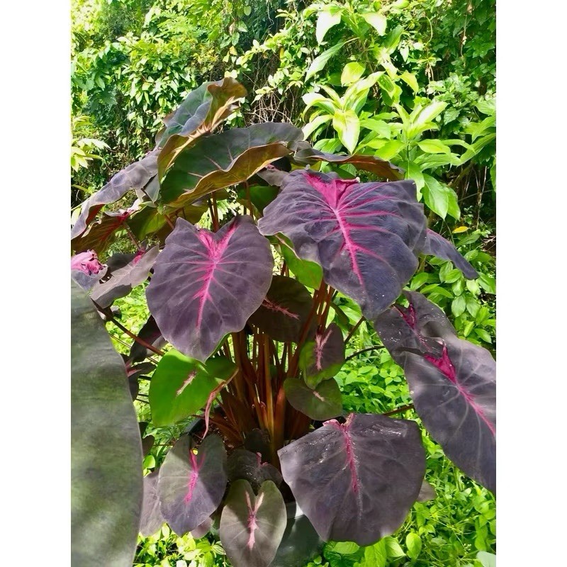 AUTHENTIC Colocasia Red Devil 1 bulb