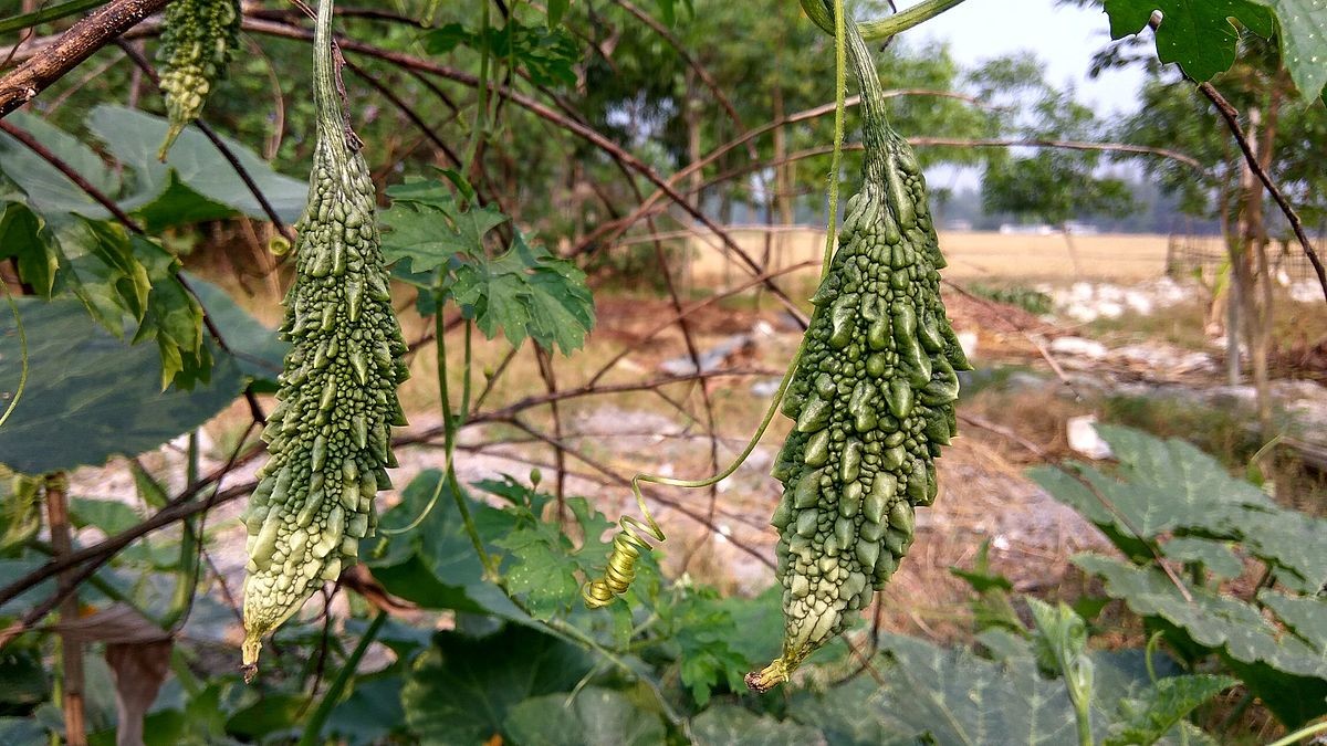 Black Pearl Bitter Melon | Indian Bitter Gourd Dark Karela Goya Squash Seed 2024