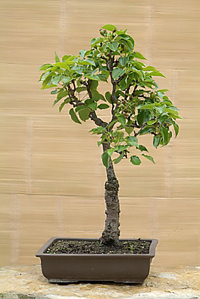 Bartlett Pear, Pyrus communis, ‘Bartlett’, Tree Seeds (Fast, Edible, Fall Color)