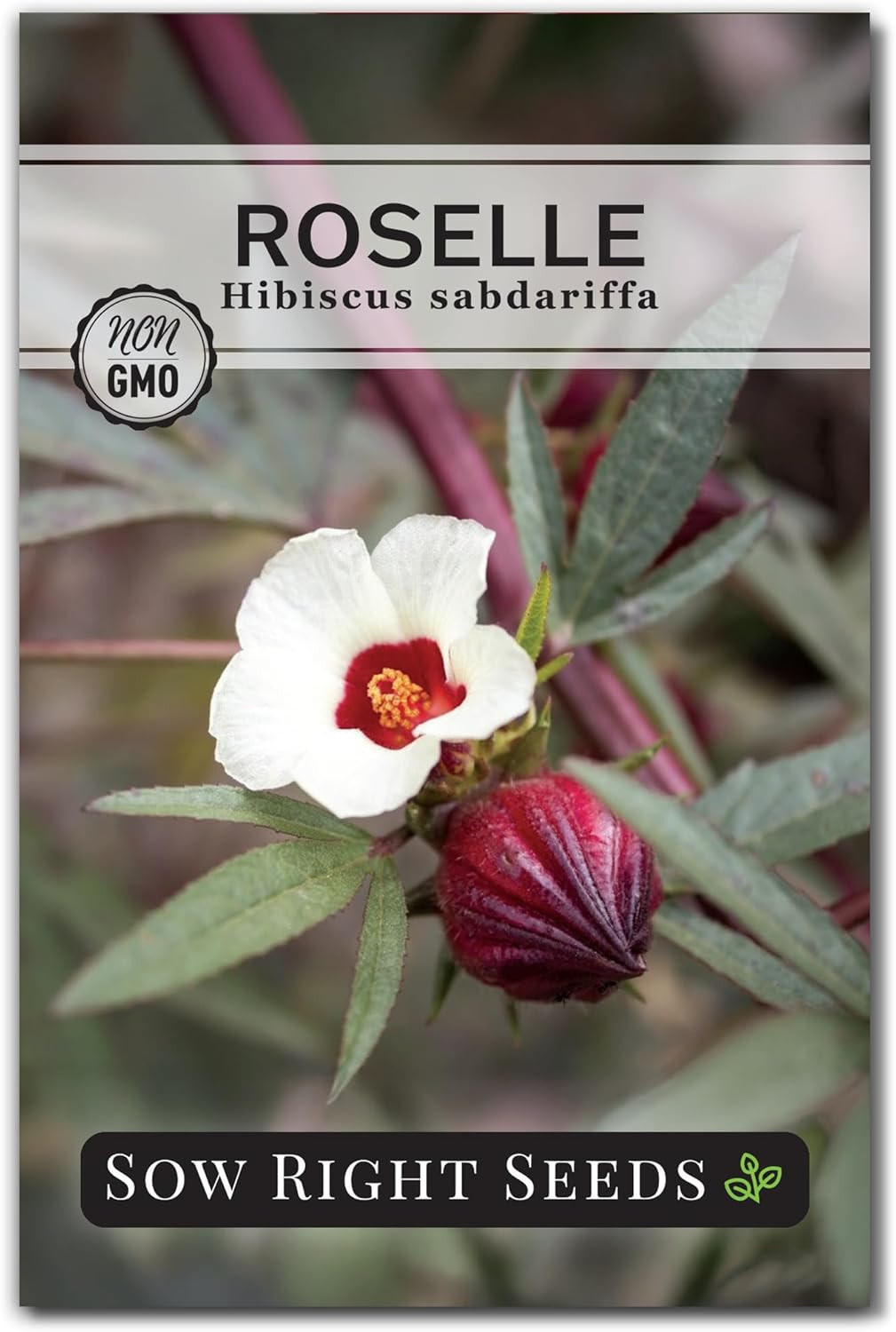 – Roselle Seeds for Planting – Hibiscus Sabdariffa – Non-Gmo Heirloom Variety –