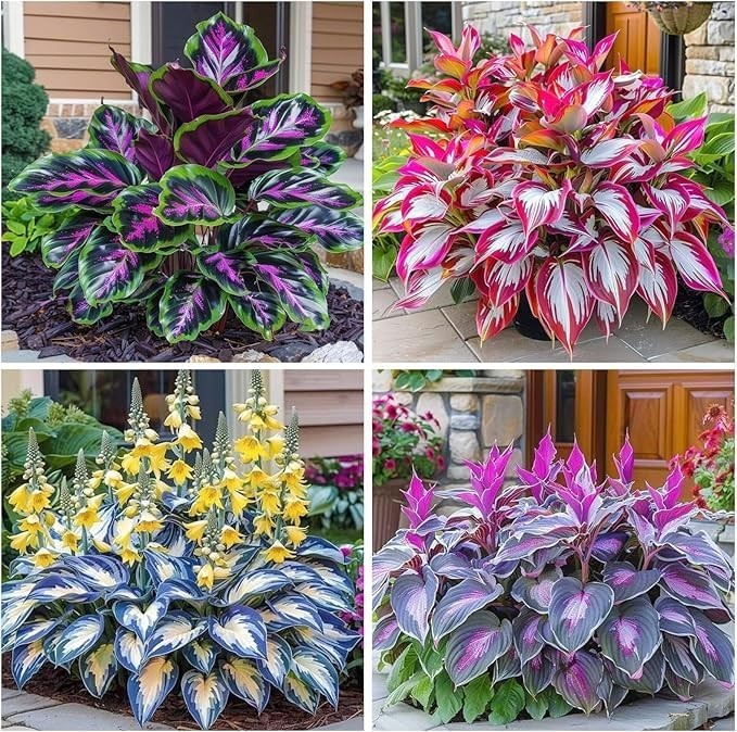 Hosta Seeds – 100 Rare White& Red Hosta with Blue Variations – Perennial Plants