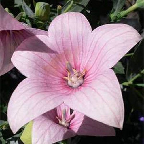2000 Seeds Balloon Flower Seed – Platycodon Grandiflora Rose Flower Seeds