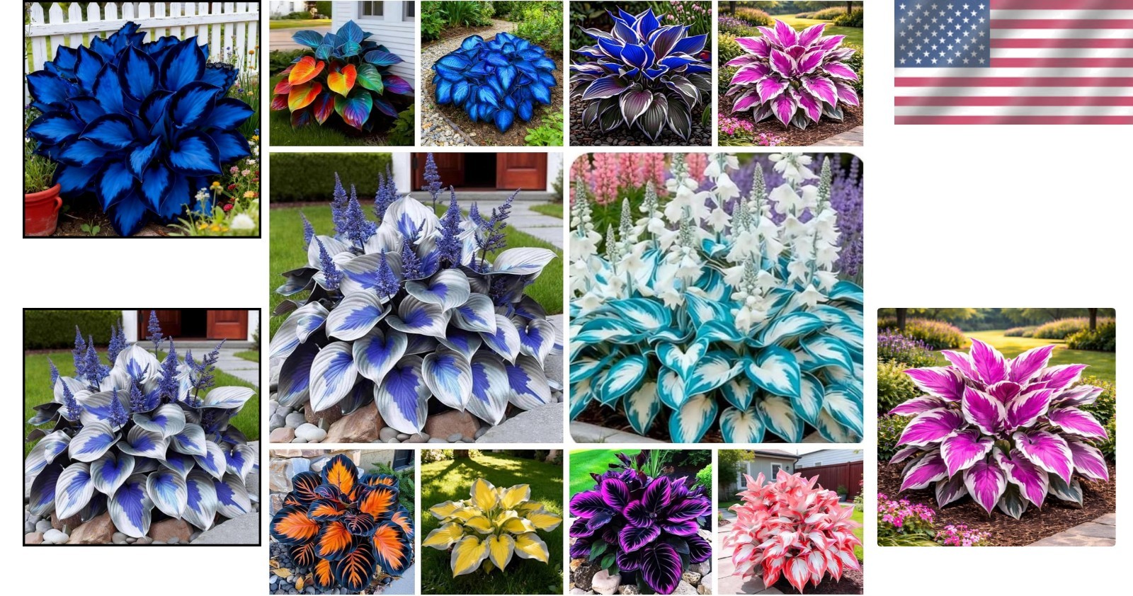 Vibrant Blue Hosta Seeds – 365+ GMO-Free, Low Maintenance Perennials for Gardens