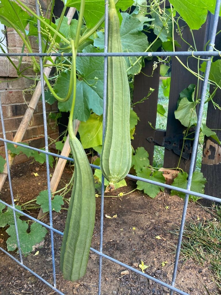 ORGANIC Beerakaya / Angled Luffa / Ridge Gourd/ Chinese Okra /Muop Khia Seeds