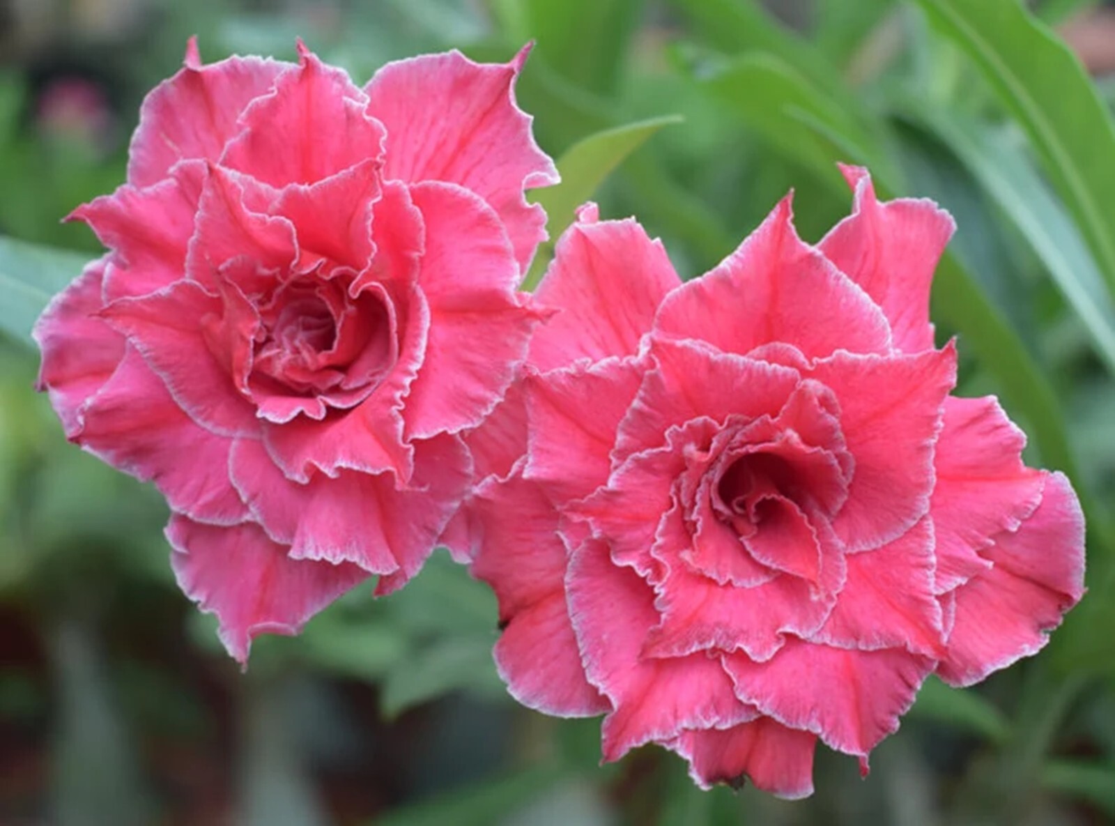 4 DBL Bubble Gum Desert Rose Seeds Adenium Obesum Flower Perennial US SELLER