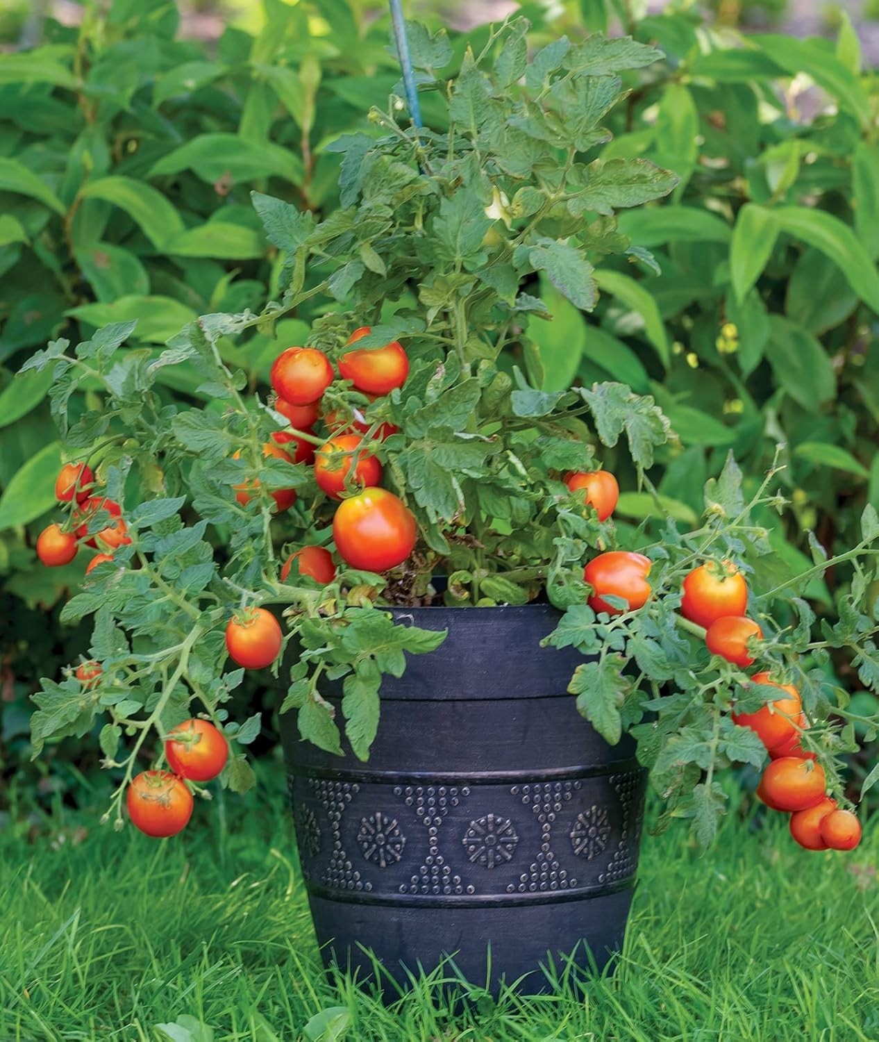 Grow ‘Bush Early Girl’ Hybrid Tomato – 30 GMO-Free Seeds for Flavorful Summer