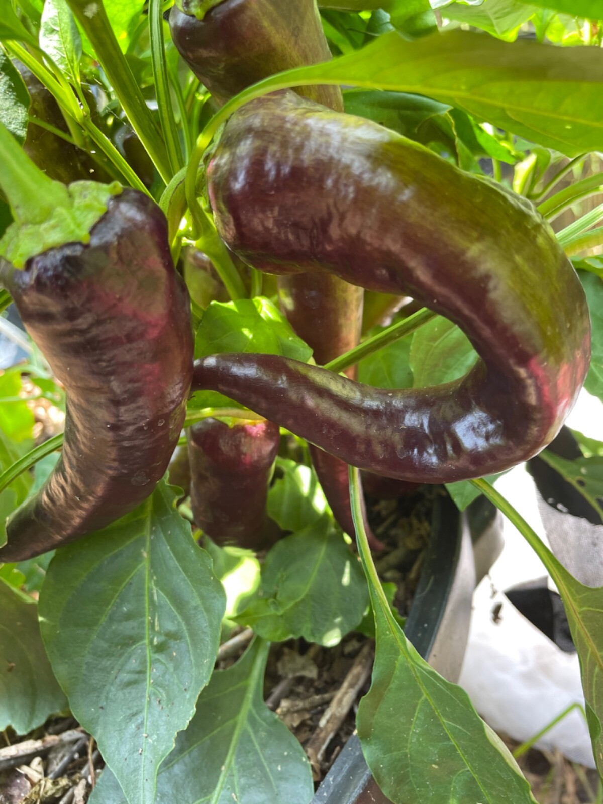 30 Marconi Purple Pepper Seeds Heirloom NON-GMO Open Polinated