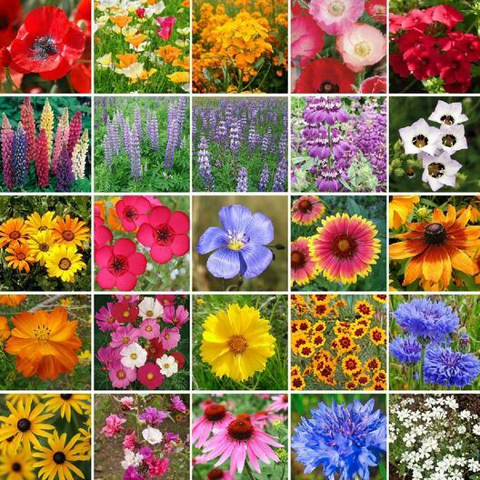 Wildflower Mix SOUTHWEST Regional 25 Species w/ Perennials Non-GMO New 500 Seeds