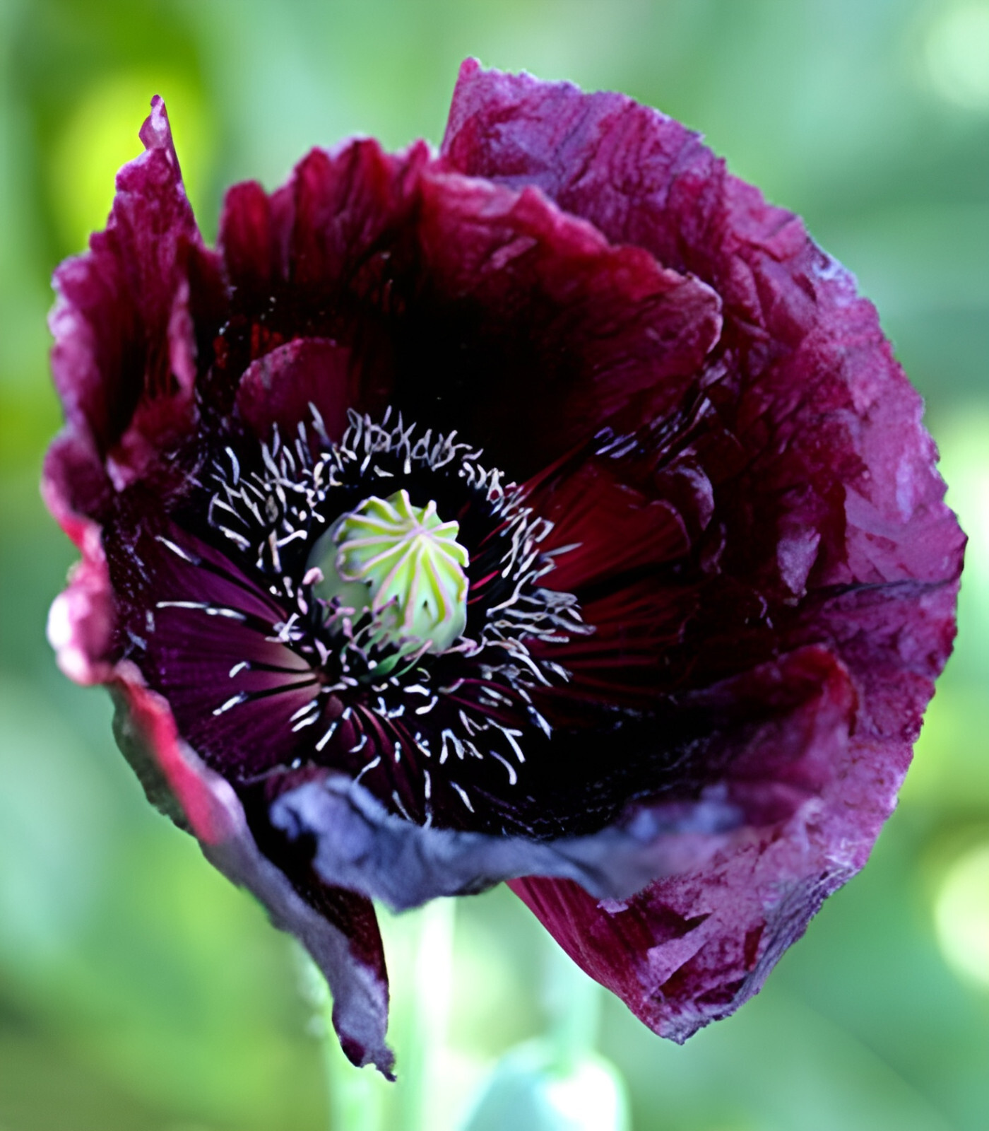 660 After Midnight Poppy Seeds – P. Somniferum –Dark Purple Breadseed Variety