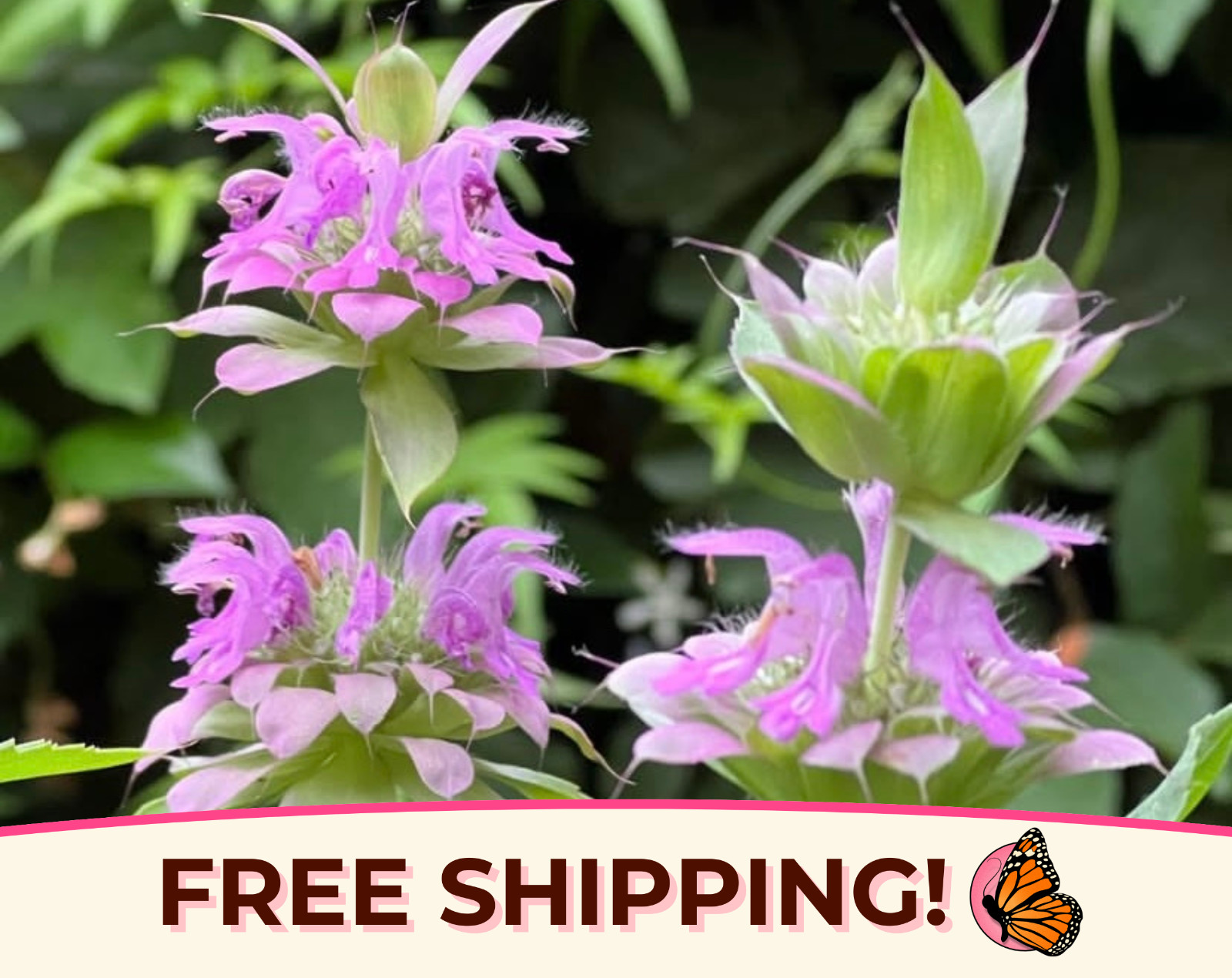 3500+ Lemon Bee Balm Seeds | Native Wildflower, Lemon Mint, Monarda citriodora