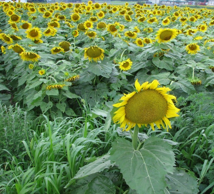 🐝🌻20 GIANT Mammoth Grey Striped Sunflower Seeds.🐝🌻