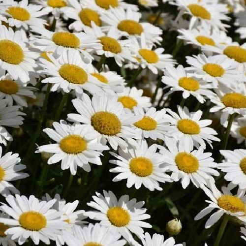 Bulk 5,000 Shasta Daisy Seeds Chrysanthemum Maximum Large Perennials All Zones