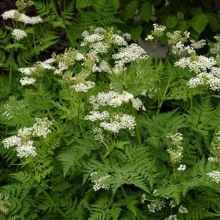 2000 ANISE SEEDS Non-GMO USA SELLER