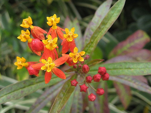 35 SEEDS – MILKWEED TROPICAL bloodflower Asclepias Curassavica GroCo*