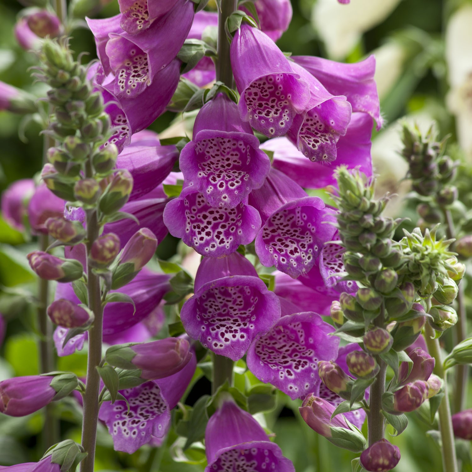 25 Seeds Biennial Digitalis Dalmatian Purple Foxglove Flower Plant Seeds