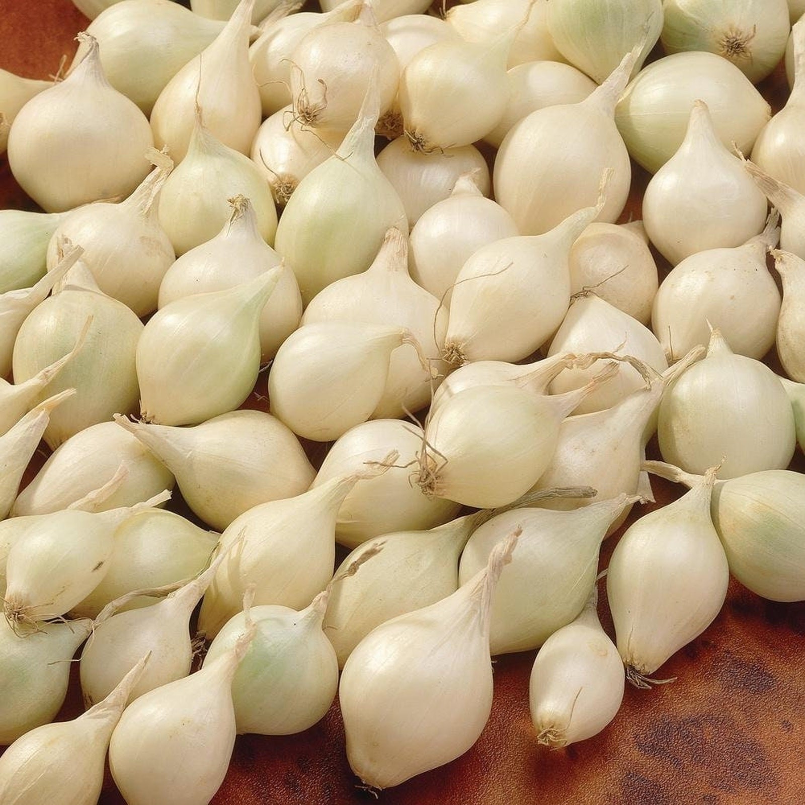 Snowball White Onion Sets Bulbs Organic Non GMO Ready To Plant – 1 lb