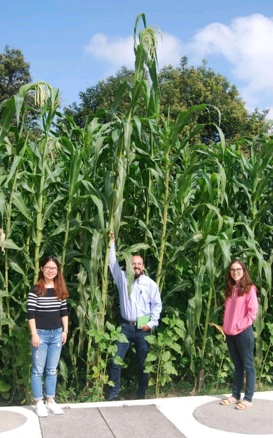 Nayarit Jala Blanco Corn Seeds (30) / MEXICAN HEIRLOOM / Massive / RARE