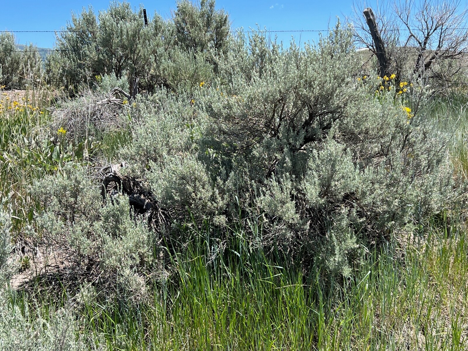 SAGEBRUSH CUTTINGS 8-12 inch long, 2+ pound. Fragrant for Decorations & Smudging