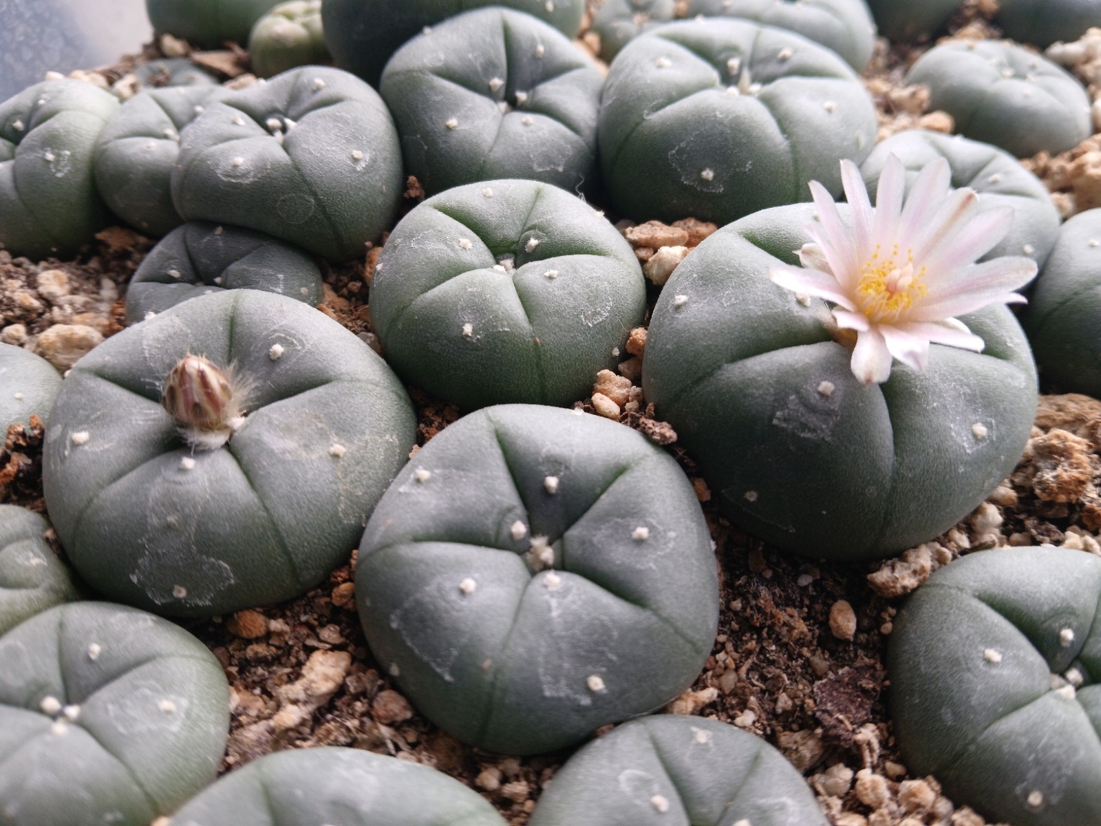 30 Seeds – Loph (willi) var. Texan(a) – Button Cactus (US Seller)