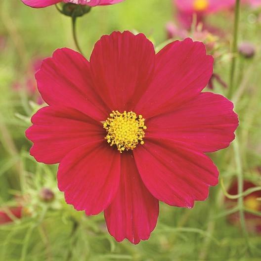 Cosmos DAZZLER 5′ Tall 2-4″ Blooms Pollinators Butterflies Non-GMO 100 Seeds!