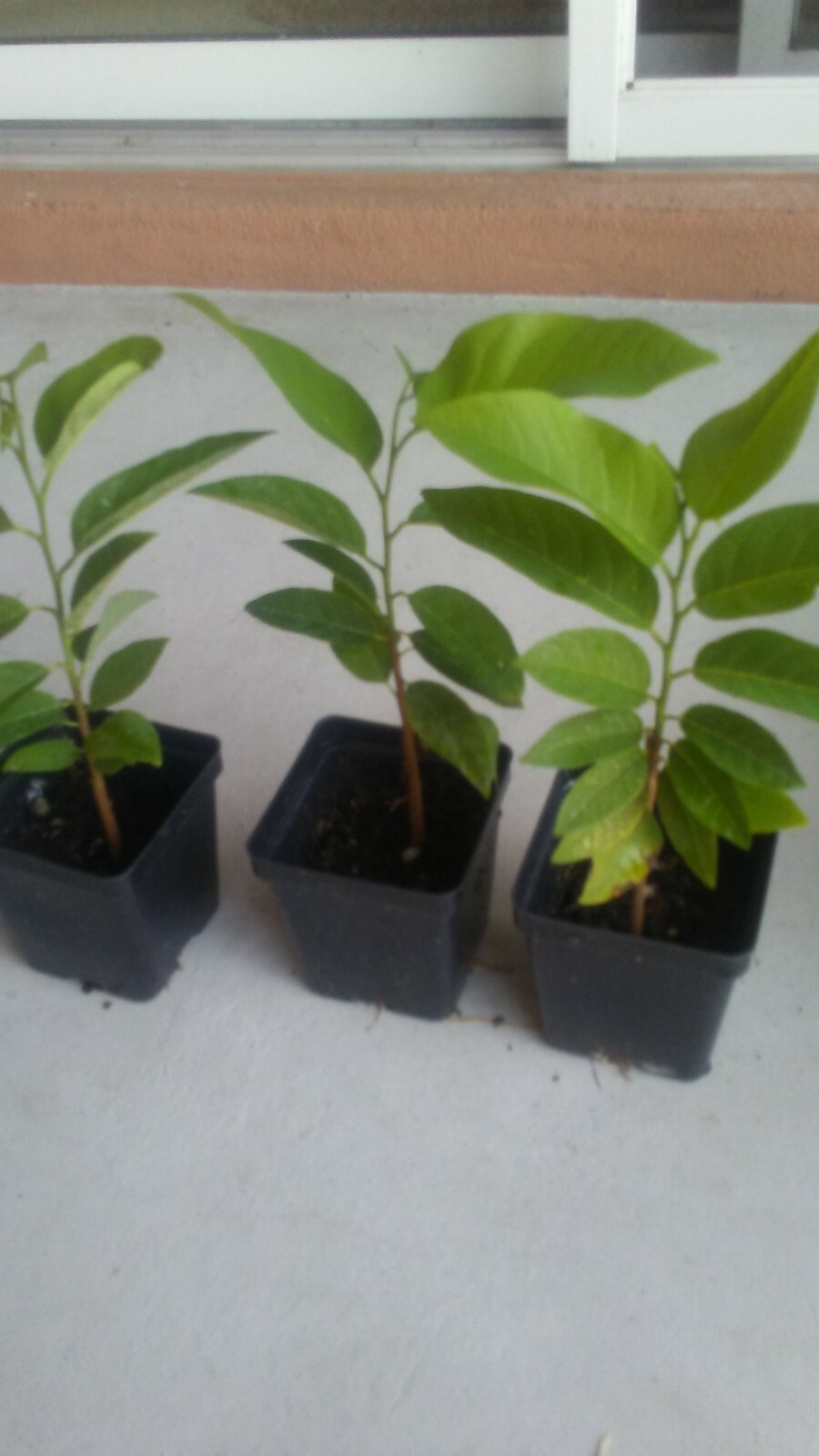 Live Apple Sugar Seedling Annona Squamosa Custard Fruit Tree Na, Mãng cầu dai