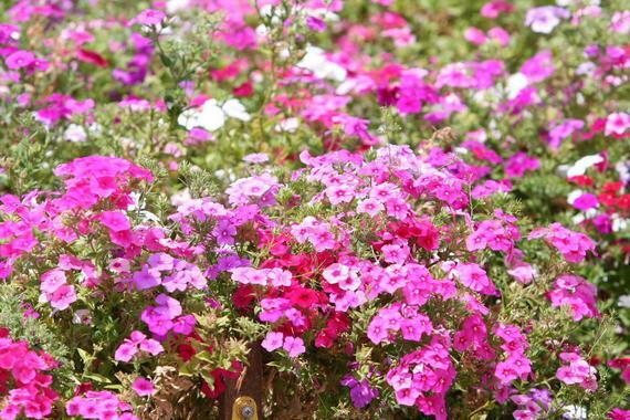 1oz Pastel Shades Mixed Drummond Phlox Drummondii Flower Seeds 15,000+ Seeds