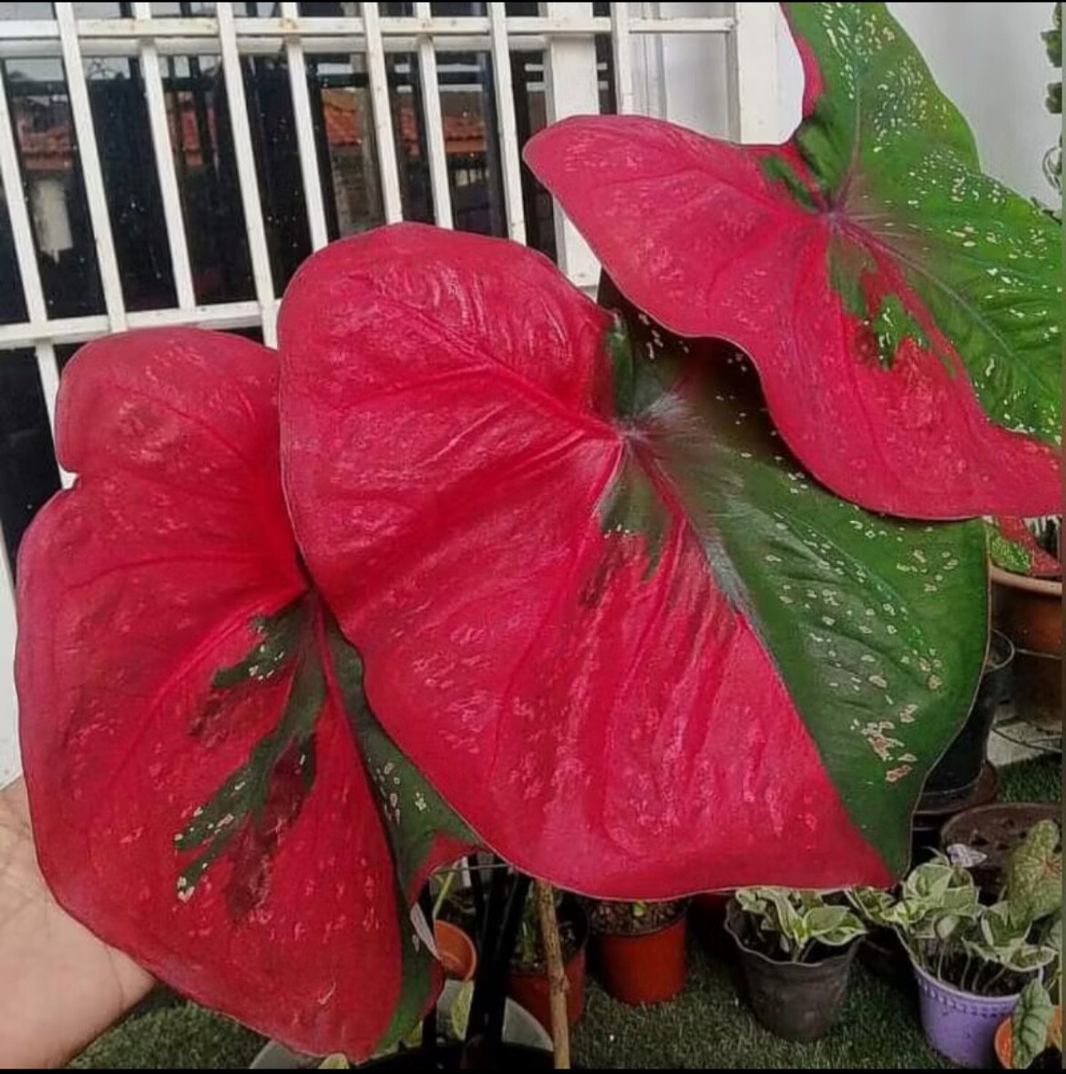 AUTHENTIC Caladium Red Barret 1 bulbs