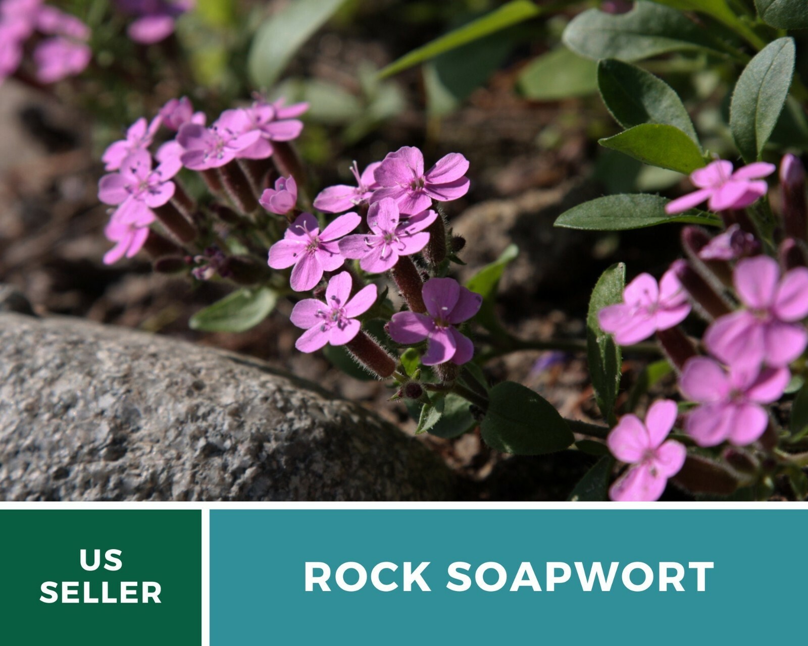 Soapwort, Rock – Heirloom Seeds – Easy to Grow – Medicinal Herb – Non-GMO (Sapon