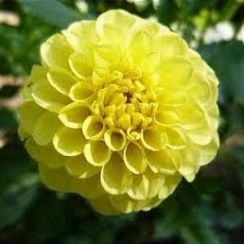 1 – Golden Torch Ball Dahlia Flower Bulb Tuber