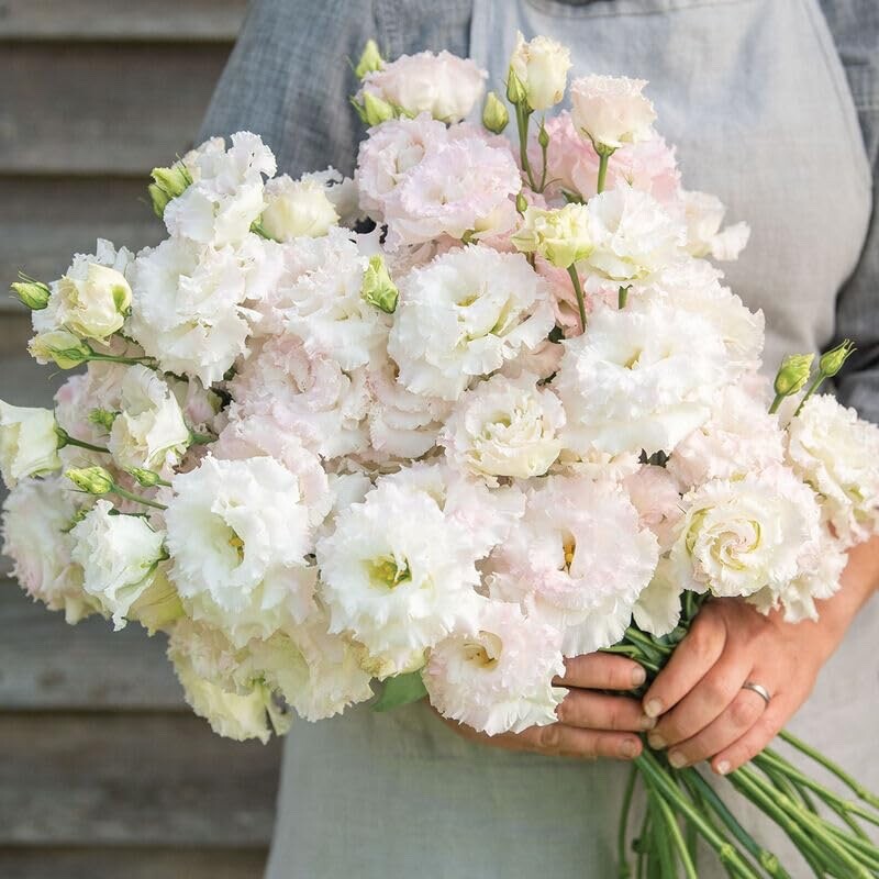 20 First Love Lisianthus Flower Seeds for Planting -Pelleted Seed
